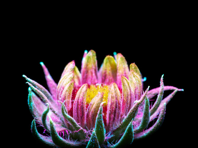 Remarkable Photos Capture the Light That Plants Emit