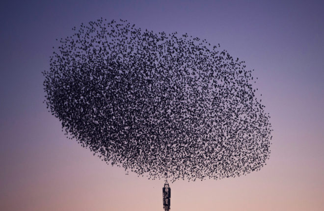 Starling Murmurations Are Beautiful. Just Ignore the Poop